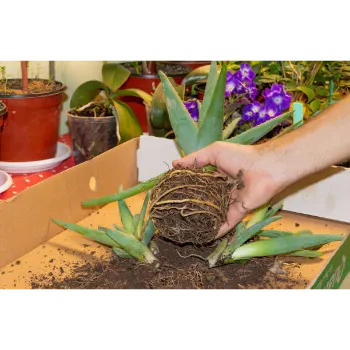 Natural Aloe Vera Plants